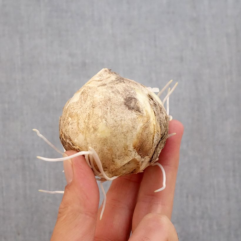Amostra de Fritillaire imperialis Early Sensation - Couronne impériale Bulbe Kaliber/Größe 18+ tal como entregue no outono