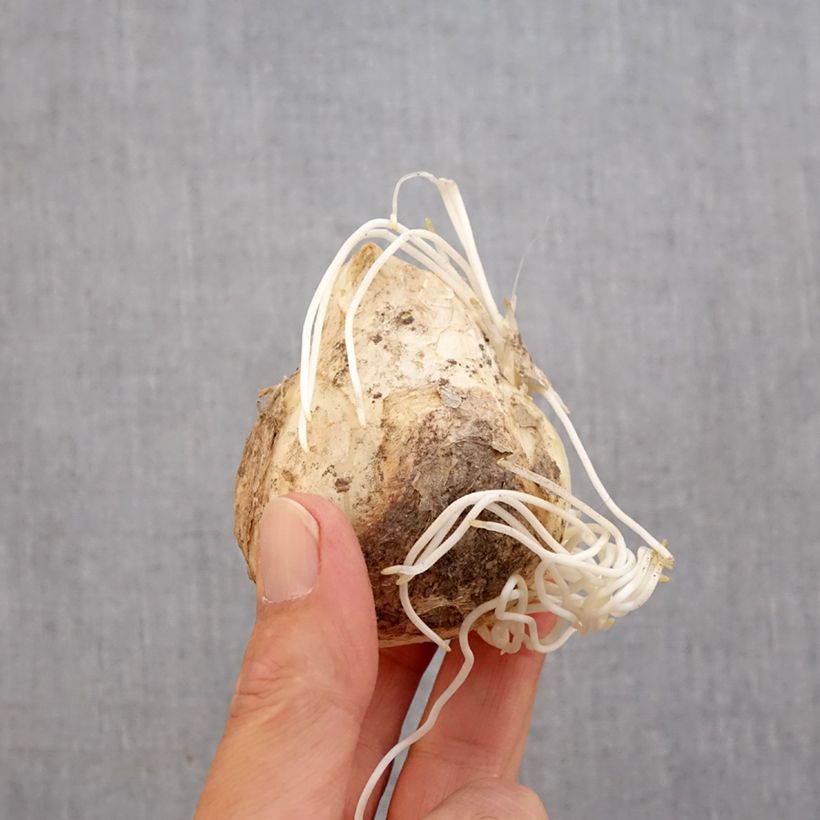 Amostra de Fritillaria imperialis Lutea - Coroa-imperial Bulbo Calibre 20+ tal como entregue no outono