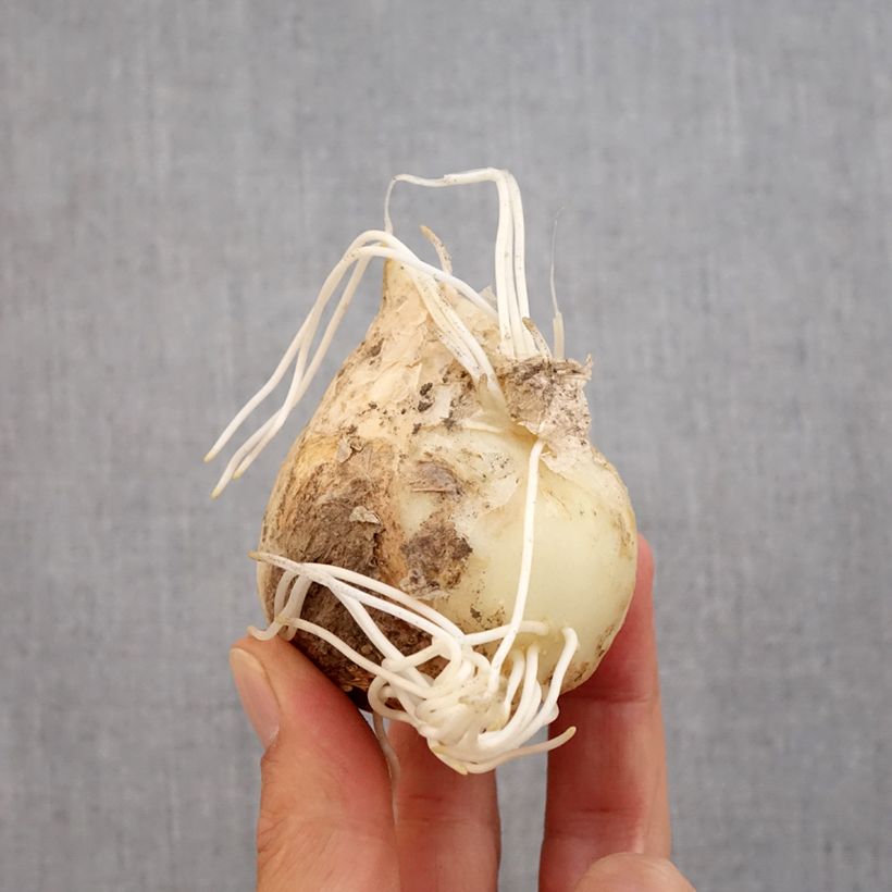 Amostra de Fritillaire imperialis Orange Beauty - Couronne impériale Bulbo size 20+ tal como entregue no outono