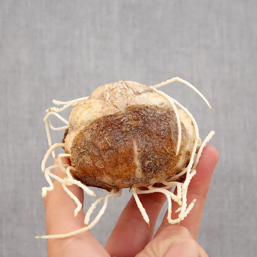 Amostra de Fritillaire imperialis Rubra - Couronne impériale Bulbo size 24+ tal como entregue no outono