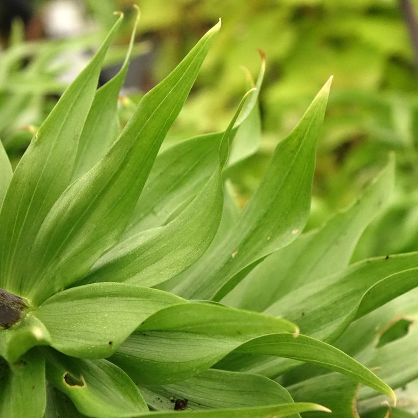Fritillaria imperialis Rubra - Coroa-imperial (Folhagem)