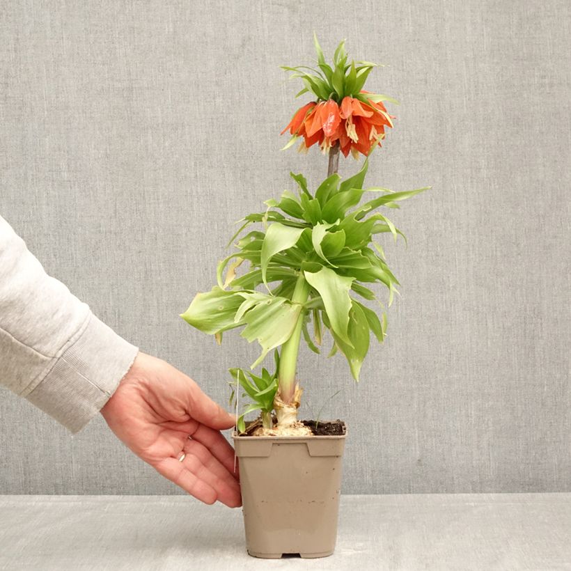 Amostra de Fritillaria imperialis Rubra - Coroa-imperial Vaso de 12 cm/13 cm Calibre 24+ tal como entregue na primavera