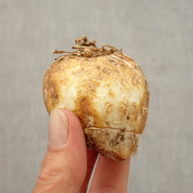 Amostra de Fritillaire imperialis Striped Beauty - Couronne impériale Bulbo size 20/24 tal como entregue no outono