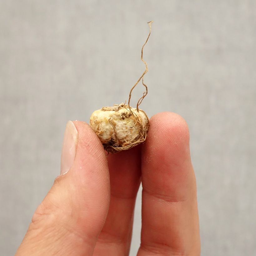 Amostra de Fritillaire michailovskyi Bulbo size 5+ tal como entregue no outono