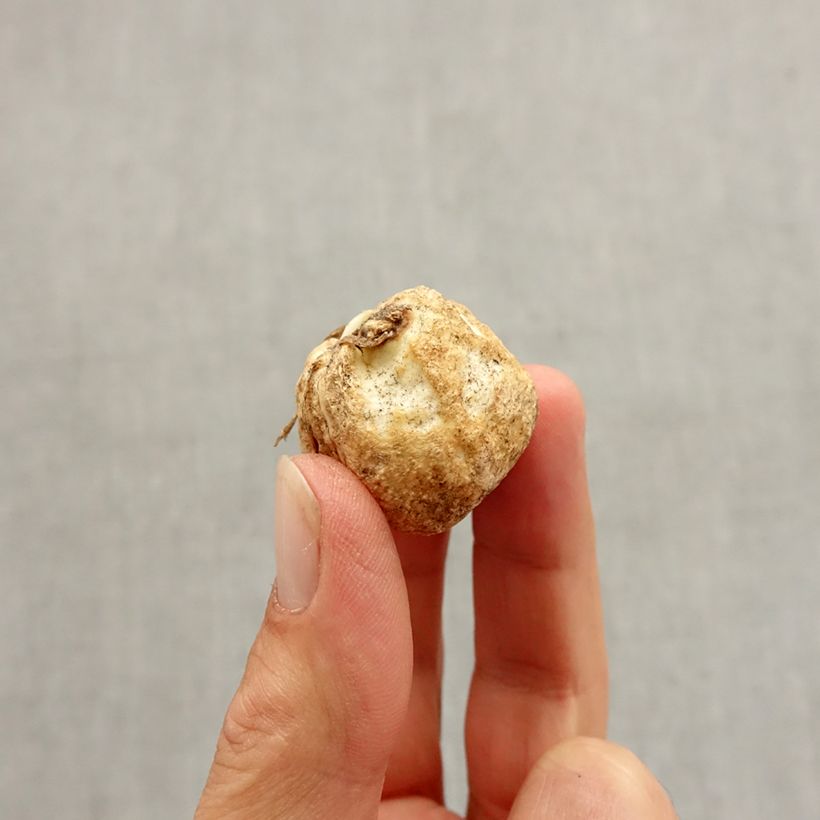 Amostra de Fritillaria pallidiflora Bulbo Calibre I tal como entregue no outono