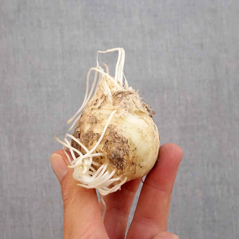 Amostra de Fritillaire persica Adiyaman - Fritillaire de Perse noire Bulbo size 20+ tal como entregue no outono