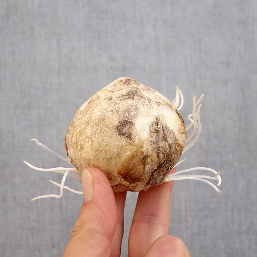 Amostra de Fritillaire persica Bicolor Magic Bells Bulbo size 18/20 tal como entregue no outono