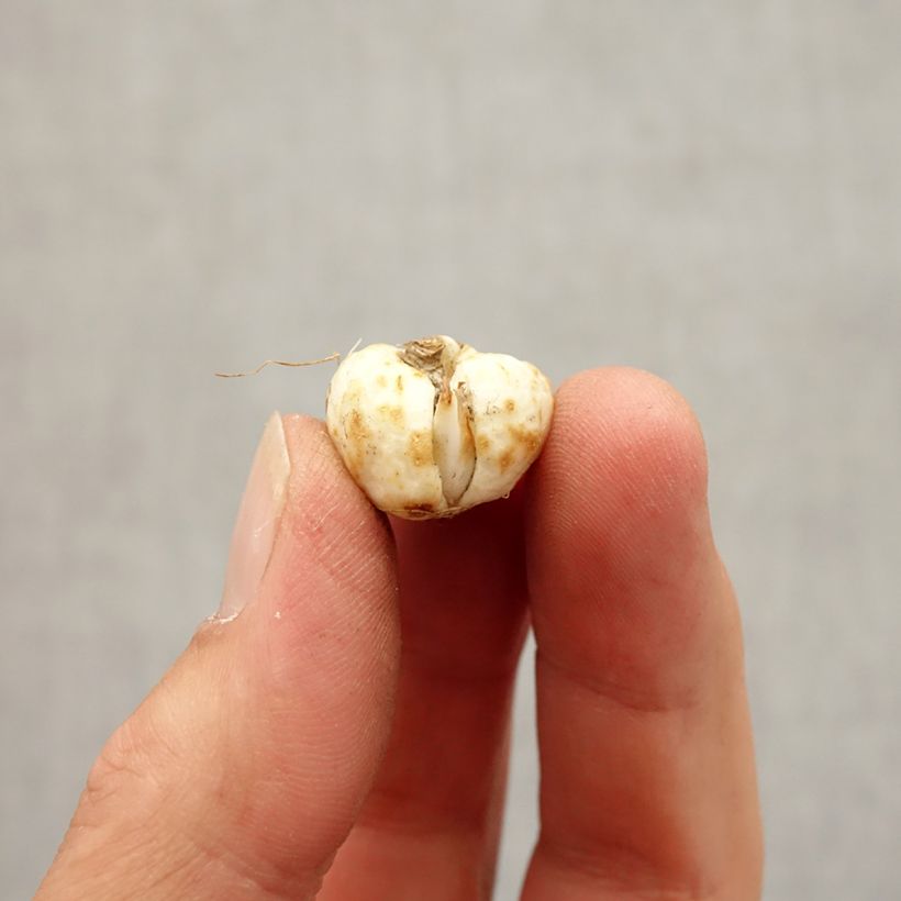 Amostra de Fritillaria meleagris Alba - Fritilária-pintada Bulbo Calibre 5+ tal como entregue no outono