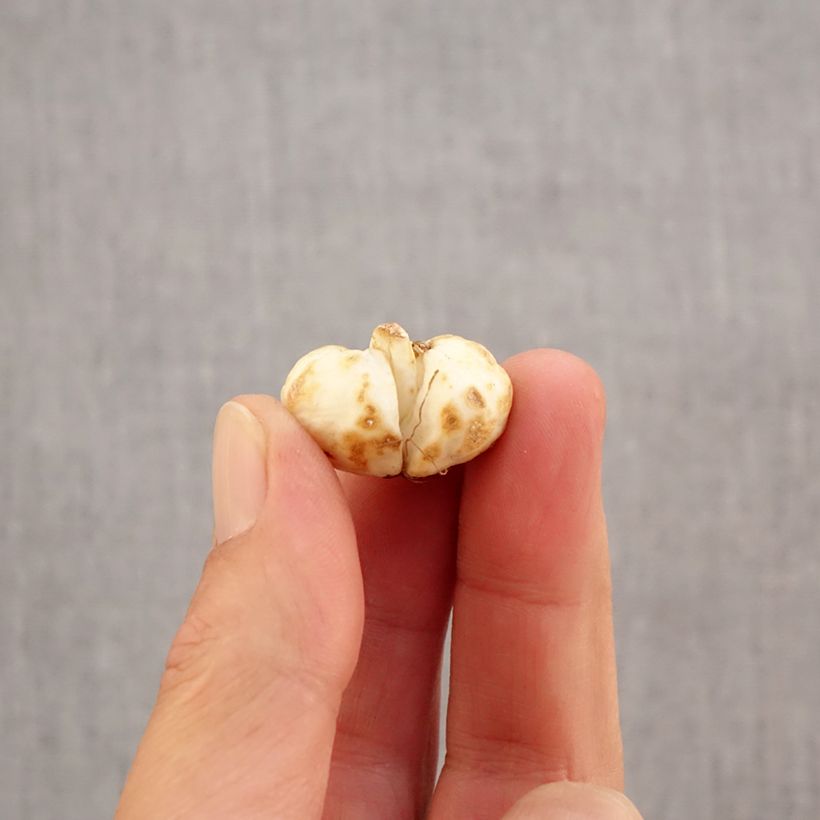 Amostra de Fritillaria meleagris - Fritilária-xadrez Bulbo Calibre 6+ tal como entregue no outono