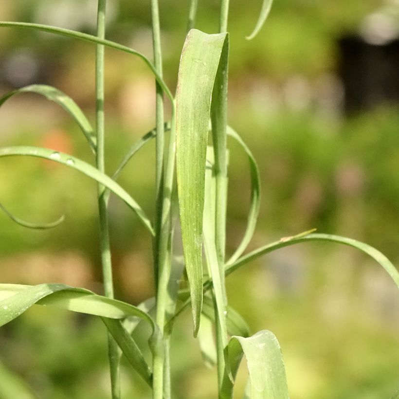 Fritillaria meleagris - Fritilária-xadrez (Folhagem)