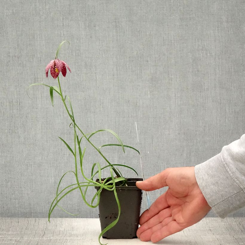 Amostra de Fritillaria meleagris - Fritilária-xadrez Vaso de 8/9 cm Calibre 6+ tal como entregue no verão
