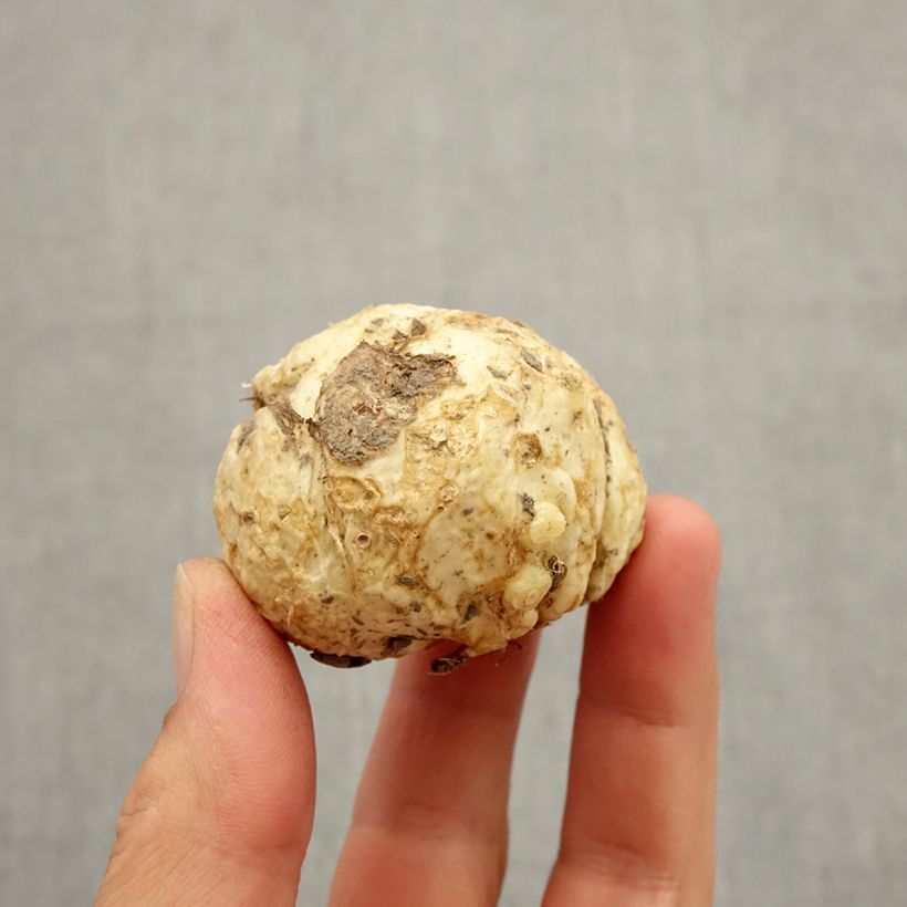 Amostra de Fritillaire sewerzowii* ou Korolkowia sewerzowii Bulbo size I tal como entregue no outono