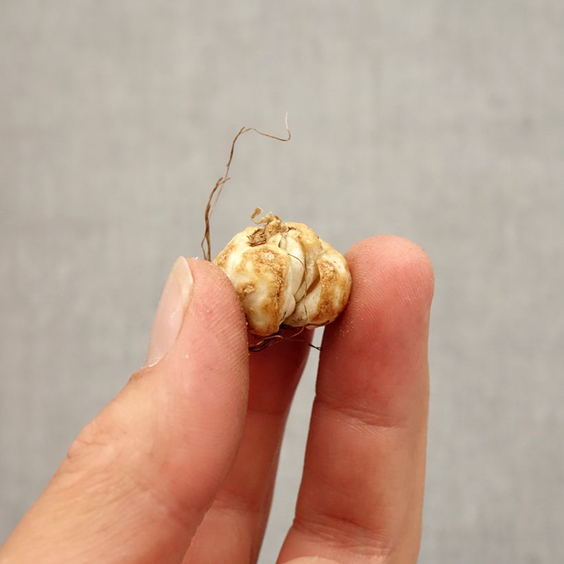 Amostra de Fritillaire thunbergii - Zhe bei mu  Bulbo size 5+ tal como entregue no outono