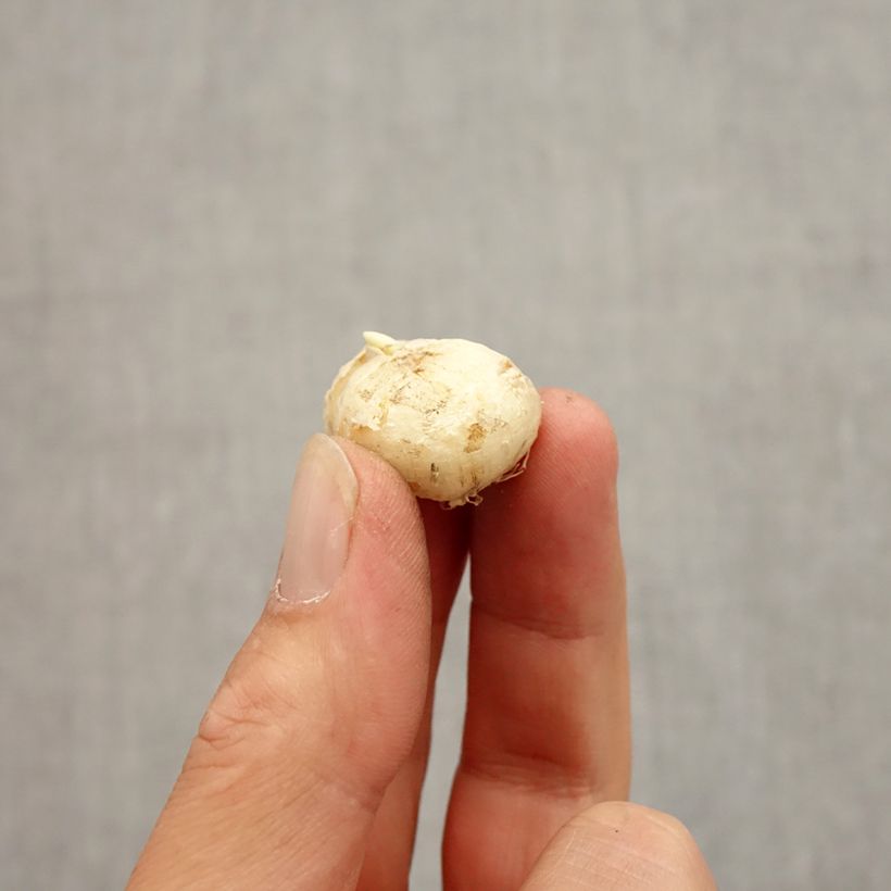 Amostra de Fritillaria uva-vulpis Bulbo Calibre 7+ tal como entregue no outono