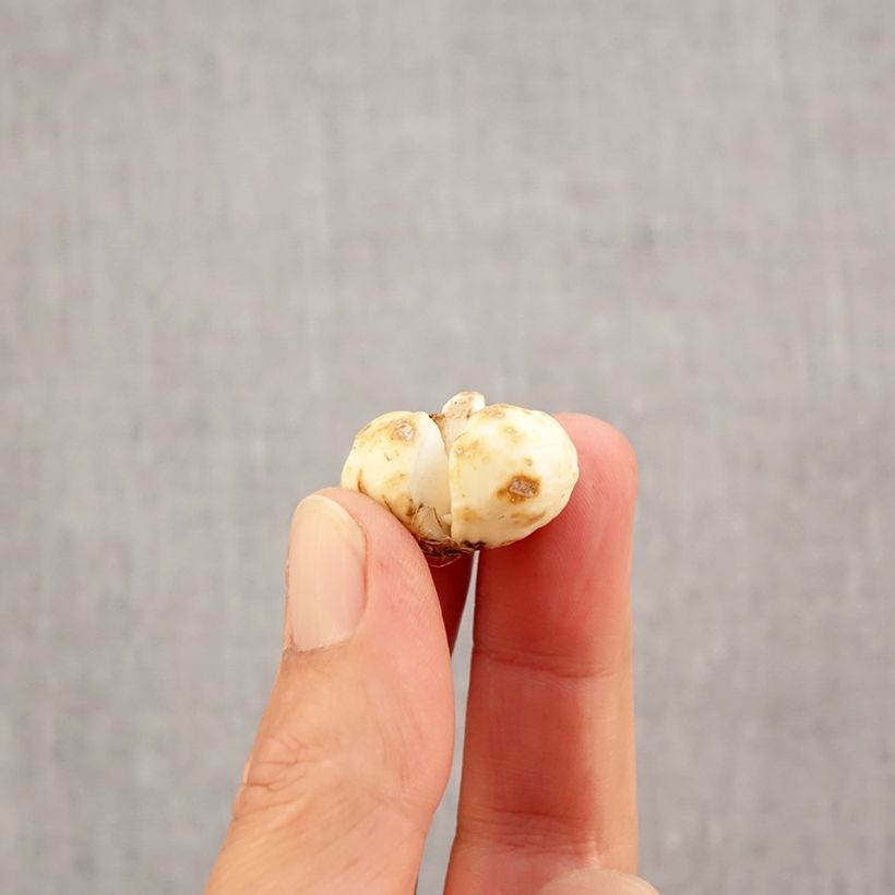 Amostra de Fritillaria bucharica Bulbo size 6+ tal como entregue no outono