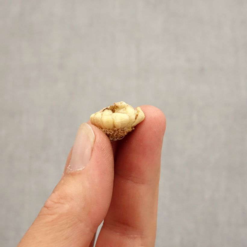 Amostra de Fritillaria crassifolia ssp crassifolia - Fritillaire botanique Bulbe Kaliber/Größe 6+ tal como entregue no outono