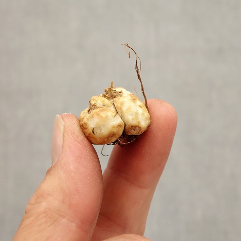 Amostra de Fritillaria davisii - Fritillaire botanique Bulbe Kaliber/Größe 5+ tal como entregue no outono