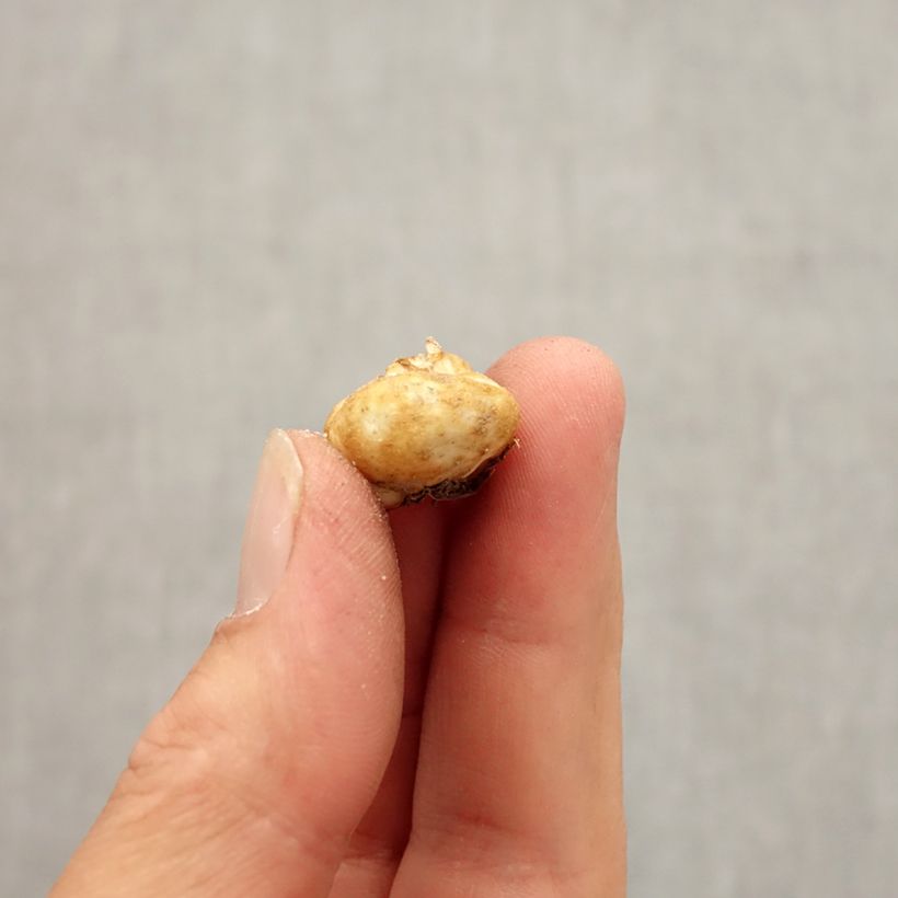 Amostra de Fritillaria elwesii - Fritillaire botanique Bulbe Kaliber/Größe 5+ tal como entregue no outono