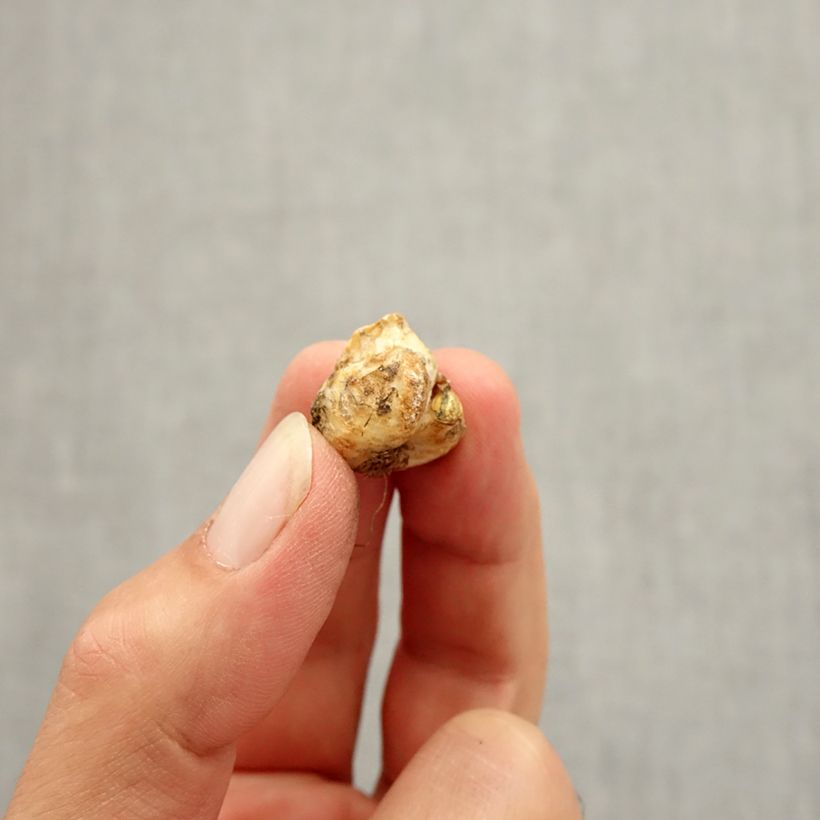 Amostra de Fritillaria liliacea - Fritillaire botanique Bulbe Kaliber/Größe I tal como entregue no outono