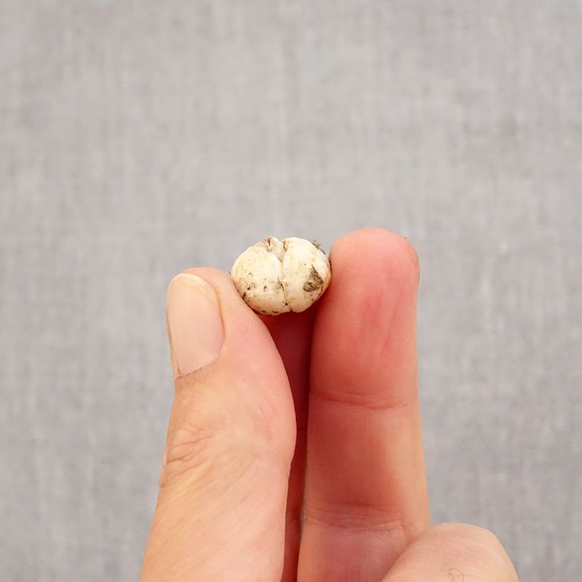 Amostra de Fritillaria olivieri - Fritillaire botanique Bulbe Kaliber/Größe I tal como entregue no outono