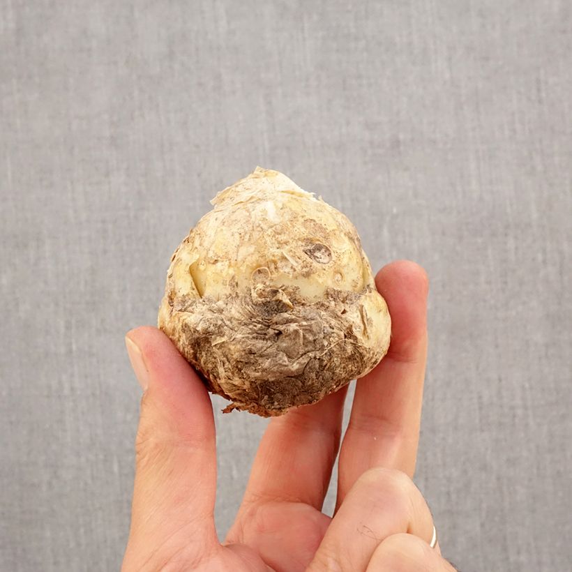 Amostra de Fritillaria persica Ivory Bells - Fritillaire de Perse Bulbo size I tal como entregue no outono