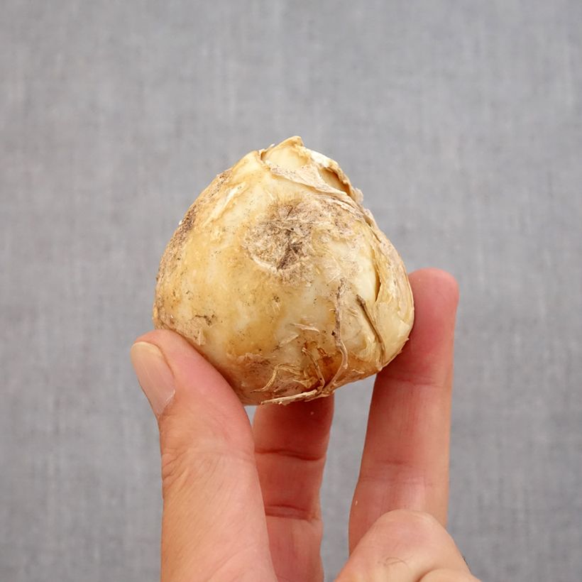 Amostra de Fritillaria persica Purple Dynamite - Fritillaire de Perse  Bulbo size 20+ tal como entregue no outono