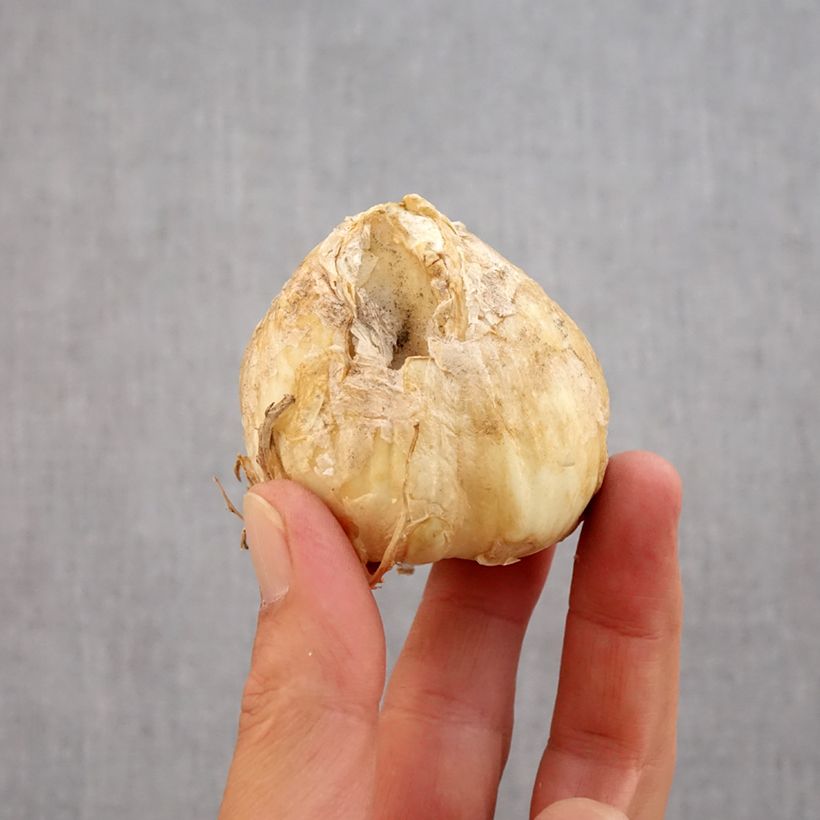 Amostra de Fritillaria persica Twintowers Tribute - Fritillaire de Perse Bulbo size 20+ tal como entregue no outono