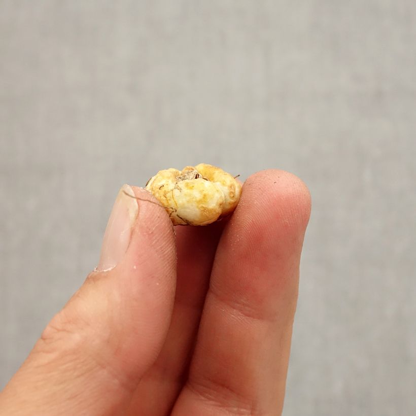 Amostra de Fritillaria pontica - Fritillaire botanique Bulbo size 5+ tal como entregue no outono