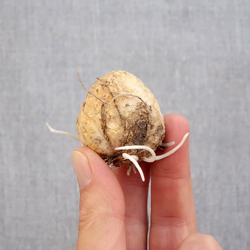 Amostra de Fritillaria raddeana Bulbo Calibre 14+ tal como entregue no outono