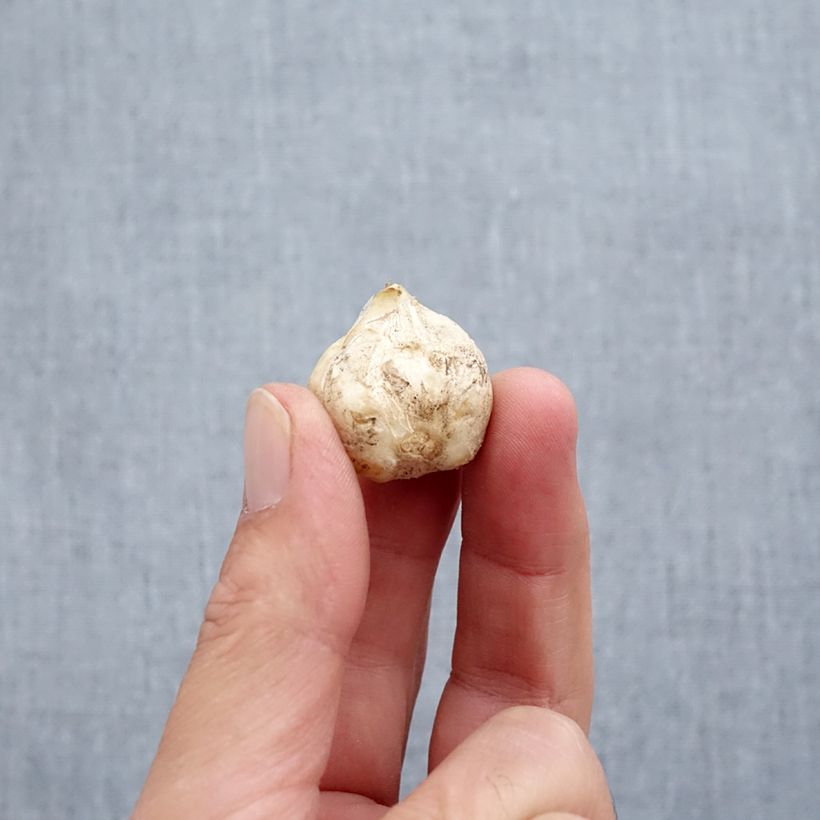 Amostra de Fritillaria stenathera - Fritillaire à éperon Bulbe Kaliber/Größe I tal como entregue no outono