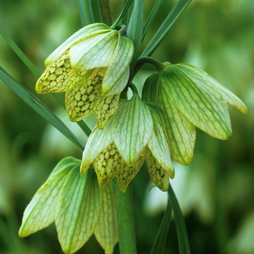 Fritillaria thunbergii (Floração)