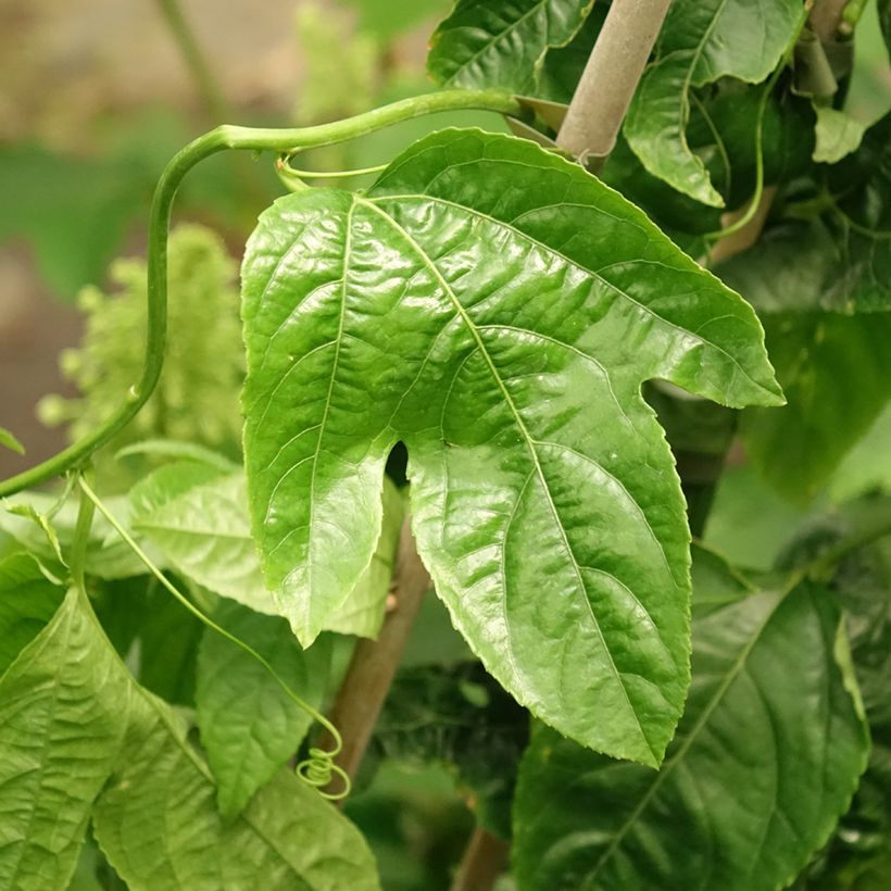 Maracujá - Passiflora edulis (Folhagem)
