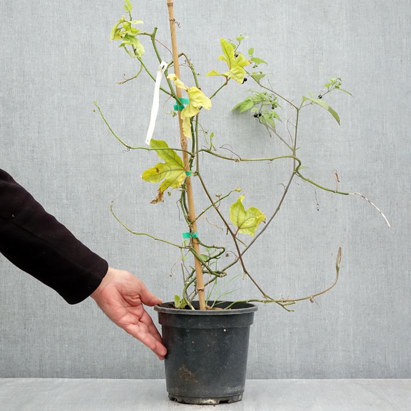 Amostra de Maracujá - Passiflora edulis Vaso de 3 L/4 L tal como entregue no outono