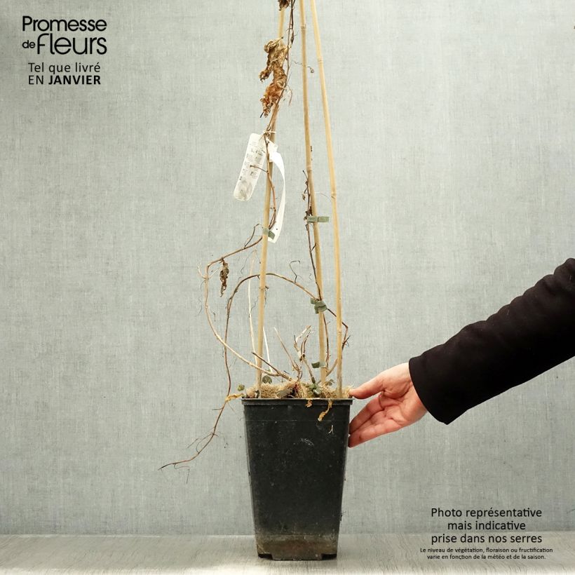 Amostra de Fruit de la passion (Grenadille) - Passiflora edulis Vaso de 3 L/4 L tal como entregue no inverno