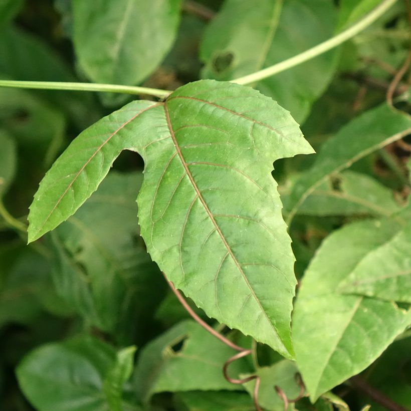 Passiflora edulis f. flavicarpa (Folhagem)