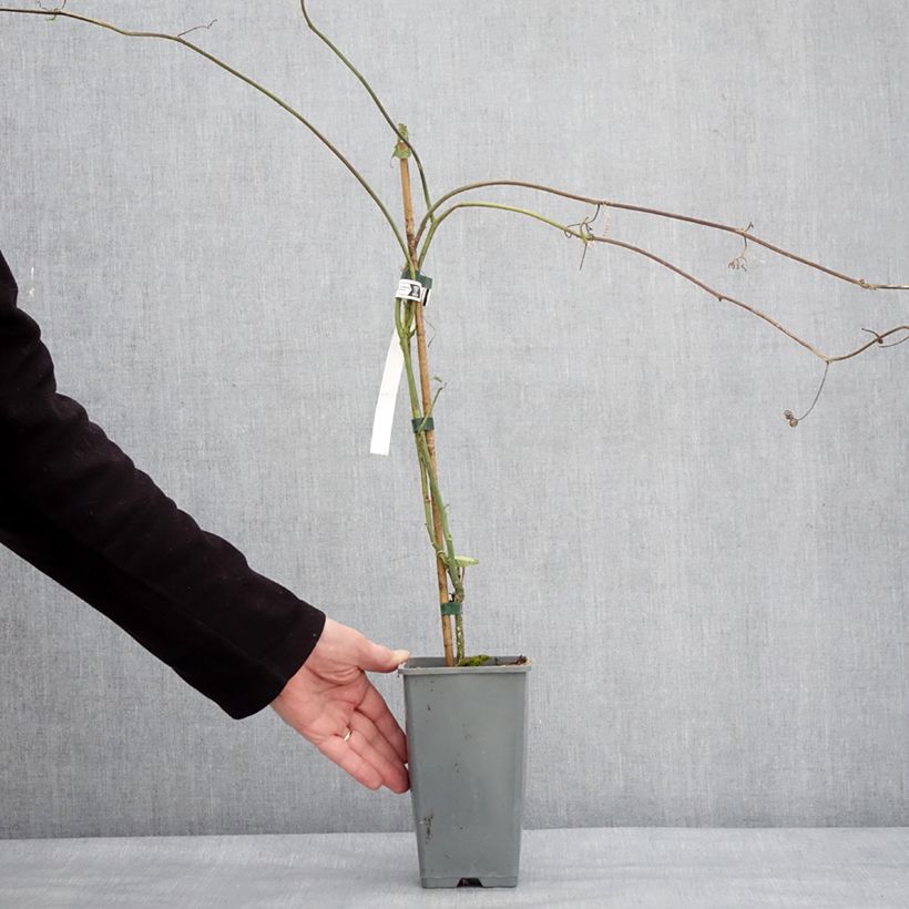 Amostra de Fruit de la Passion jaune - Passiflora edulis f. flavicarpa Pot de 1,5L/2L tal como entregue no inverno