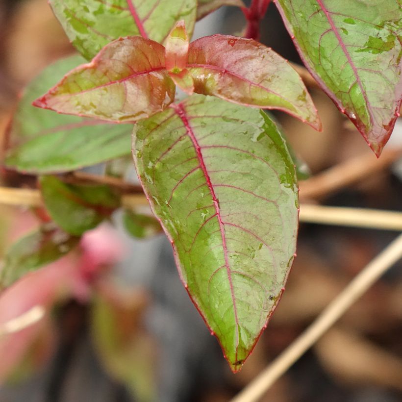 Fúcsia alpestris Grimpant (Folhagem)
