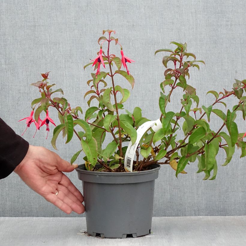 Amostra de Fúcsia alpestris Grimpant Vaso de 3 L/4 L tal como entregue no outono