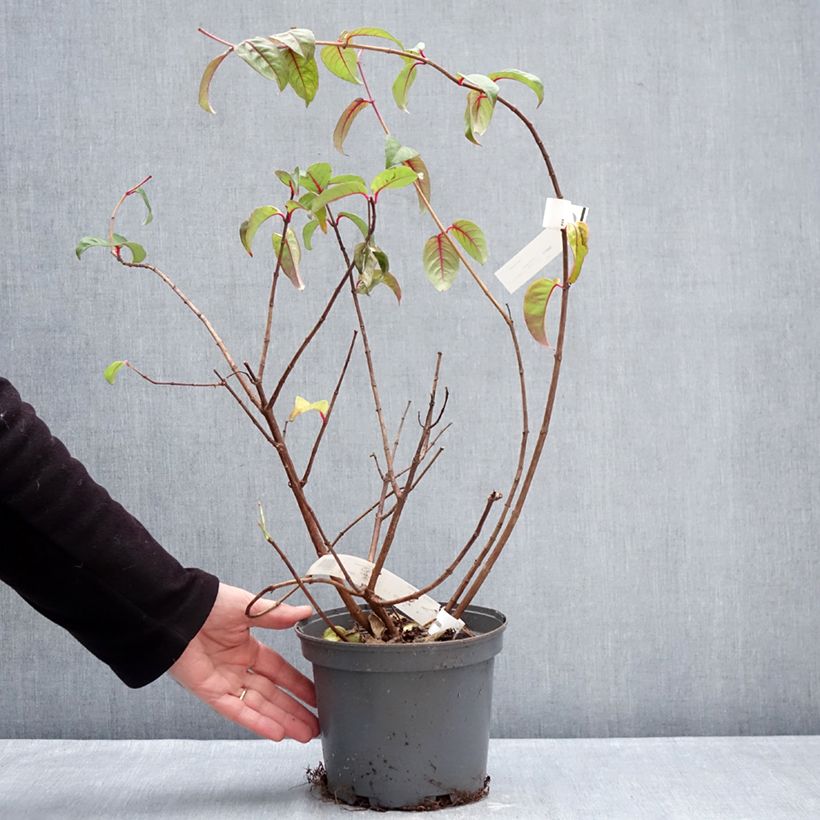 Amostra de Fuchsia alpestris Grimpant Vaso de 3 L/4 L tal como entregue no inverno