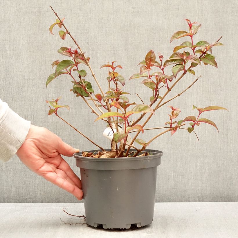 Amostra de Fúcsia alpestris Grimpant Vaso de 3 L/4 L tal como entregue na primavera