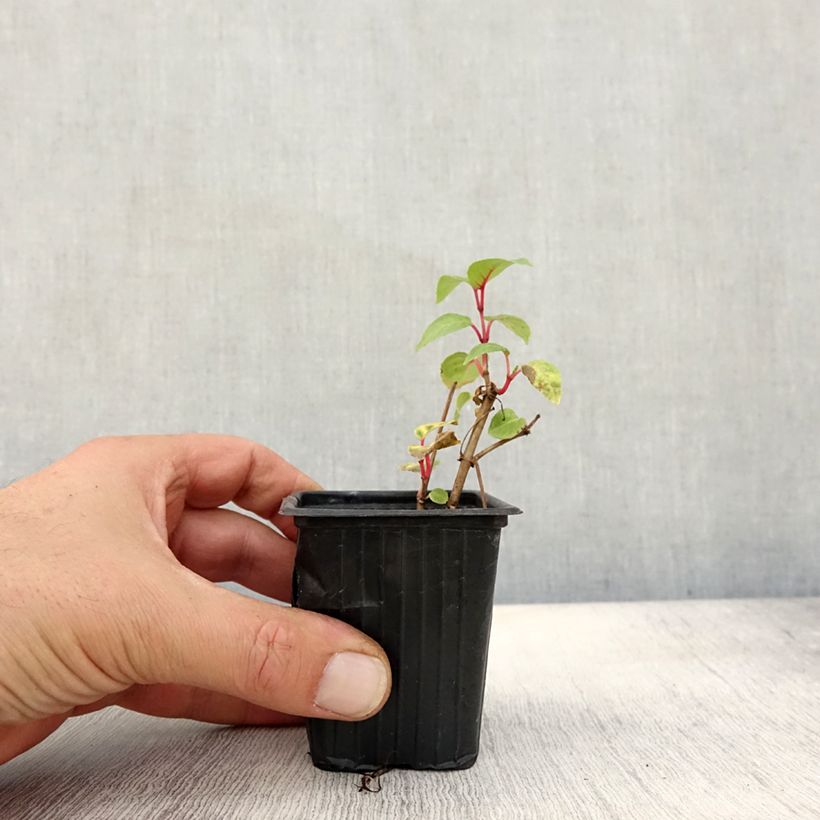 Amostra de Brinco-de-princesa Annabel Vaso de 8/9 cm tal como entregue no outono