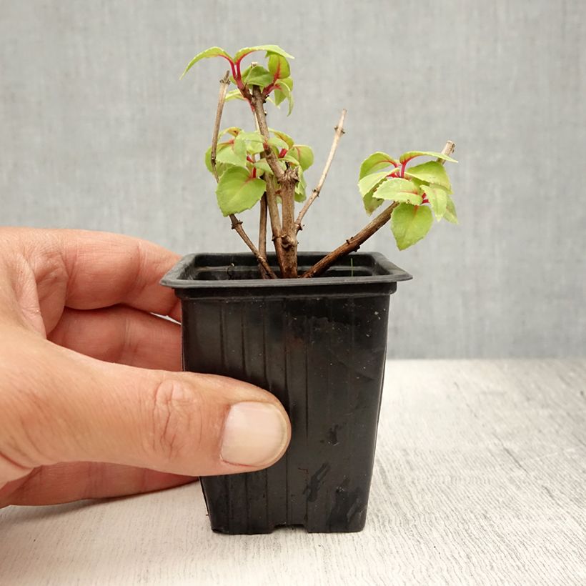 Amostra de Brinco-de-princesa Annabel Vaso de 8/9 cm tal como entregue no verão