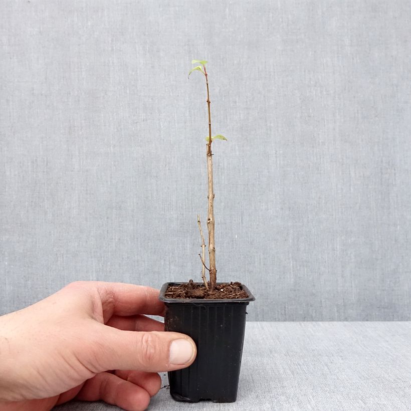 Amostra de Fuchsia Annabel (Annabelle) Godet de 8/9 cm tal como entregue no inverno