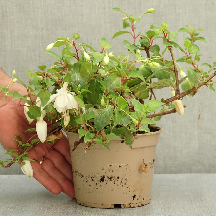 Amostra de Brinco-de-princesa Annabel Vaso de 12 cm/13 cm tal como entregue no verão