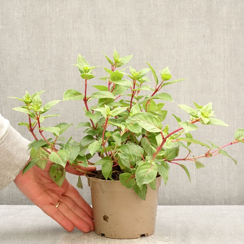 Amostra de Brinco-de-princesa Annabel Vaso de 12 cm/13 cm tal como entregue na primavera