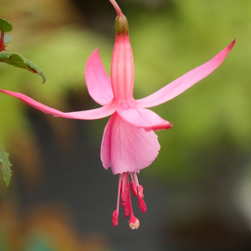 Brinco-de-princesa Beacon Rosa (Floração)