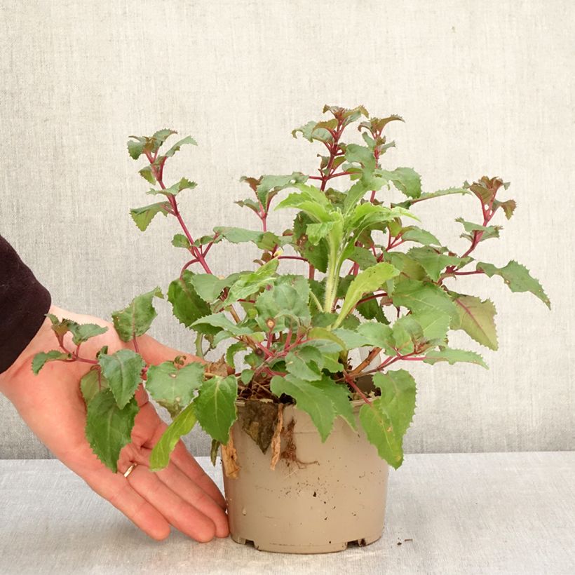 Amostra de Brinco-de-princesa Beacon Rosa Vaso de 12 cm/13 cm tal como entregue na primavera