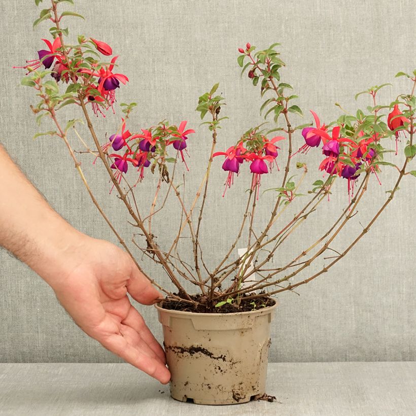 Amostra de Brinco-de-princesa Bella Sacha Vaso de 12 cm/13 cm tal como entregue no verão