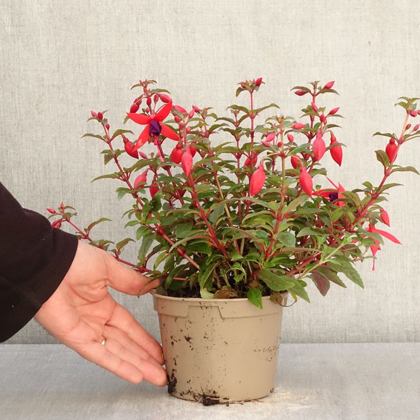 Amostra de Brinco-de-princesa Bella Sacha Vaso de 12 cm/13 cm tal como entregue na primavera