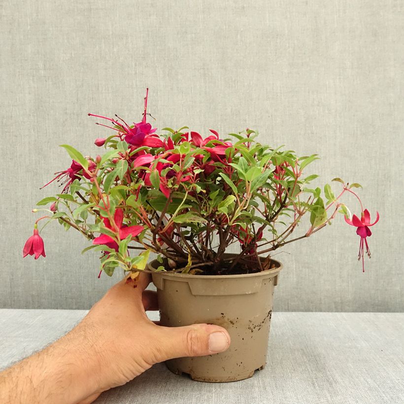 Amostra de Fúcsia Bella Soila Vaso de 12 cm/13 cm tal como entregue no verão